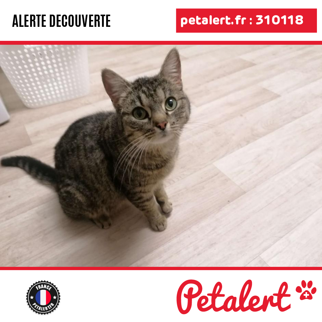 petalert_france's tweet image. Trouvé #Chat #Moselle #Bitche #Petalert  #PetAlert57 / p3t.co/zgJfS