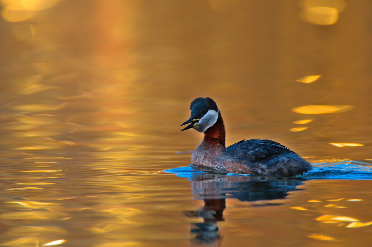 GM #BirdTwitter 👋! A Grebe in the golden glow of early morning 🌤️😍 May your #Monday be most marvelous!

#birds #birding #birdwatching #birdnerd #birdlovers #nature #wildlife #nikon #birdphotography #naturephotography #wildlifephotography #MondayVibes #MondayMood #BirdsOfTwitter