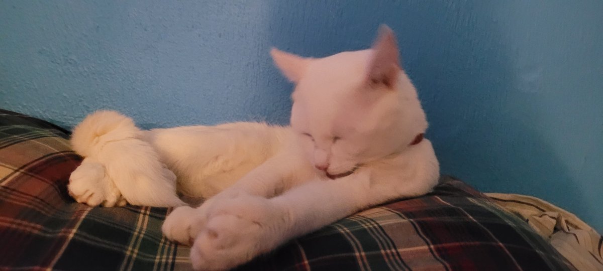 SaltyKittyCat's tweet photo. #salty #saltycat #meow #cat #cats #kitty #kittys #kitten #kittens https://t.co/HIthqCvdV4