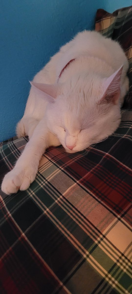 SaltyKittyCat's tweet photo. #salty #saltycat #meow #cat #cats #kitty #kittys #kitten #kittens https://t.co/HIthqCvdV4