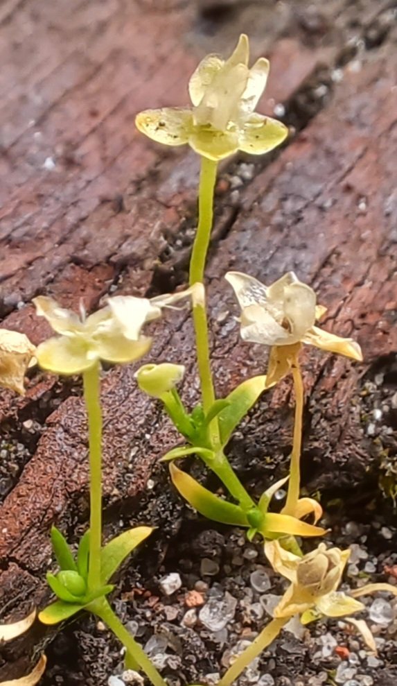 Rickretweets's tweet photo. Sagina procumbens, a pearlwort, a seriously #tinyplant for tonights #wildflowerhour challenge.
#planttwitter #NaturePhotography https://t.co/kQvX9KQv2c