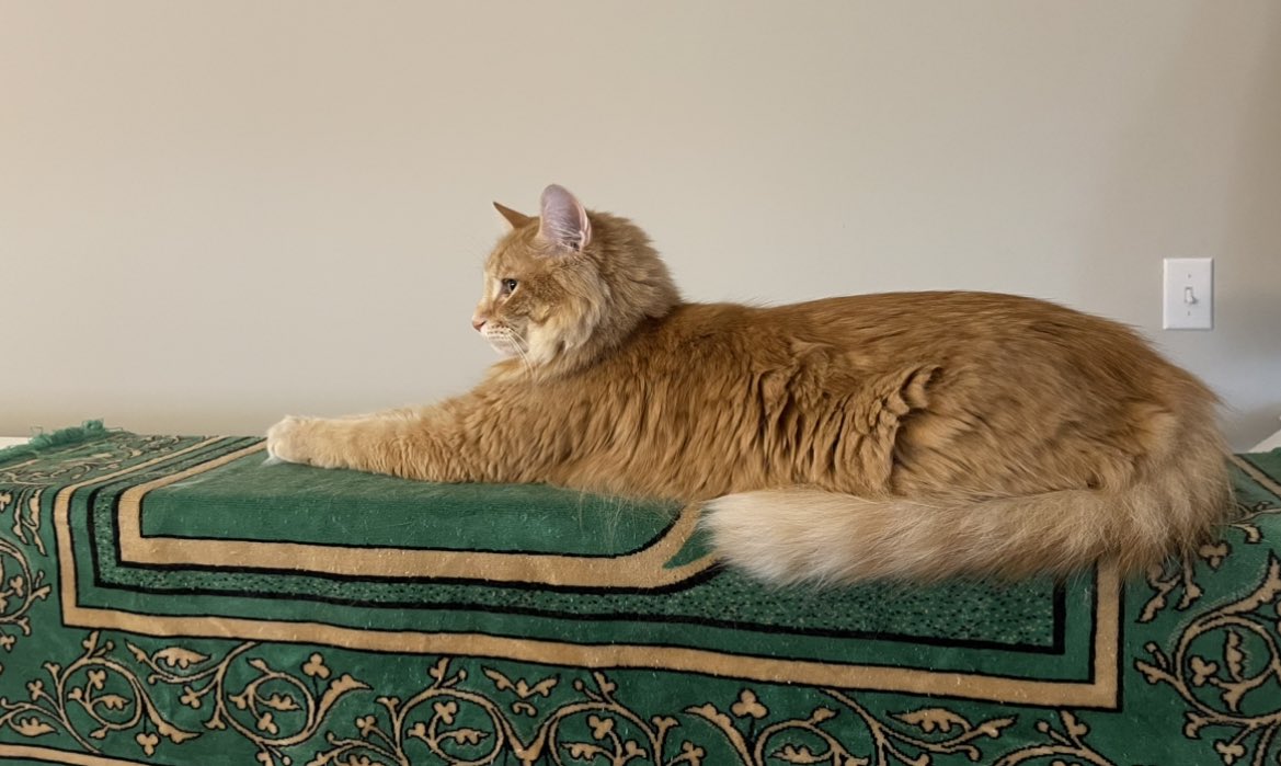 A Maine coon with Egyptian connections who thinks he’s a Sphinx impersonator 😺
#CrazyAl
#CatsOfTwitter