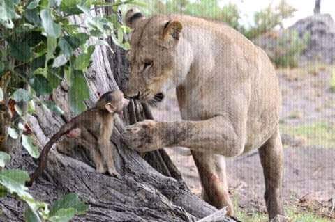 MstSafaris's tweet photo. https://t.co/t1UyIgRidg