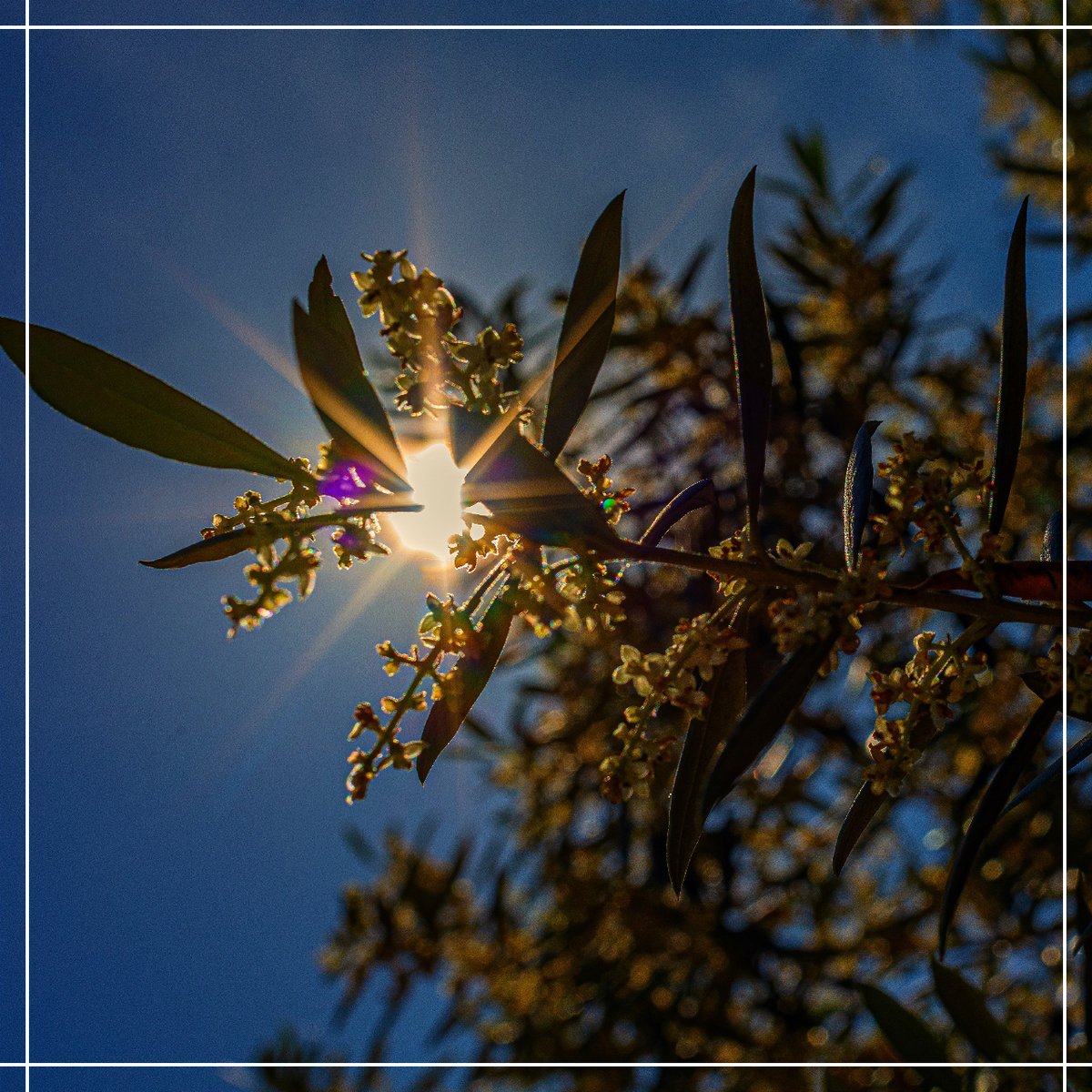 El atardecer entre los olivos es como un cuadro vivo que te hace sentir la belleza de la naturaleza. Los colores del atardecer pintan de magia el paisaje de los olivos en #haciendanuestraseñoradelosdolores #productosgourmet #fansdelaove #reservafamiliar #oroliquido