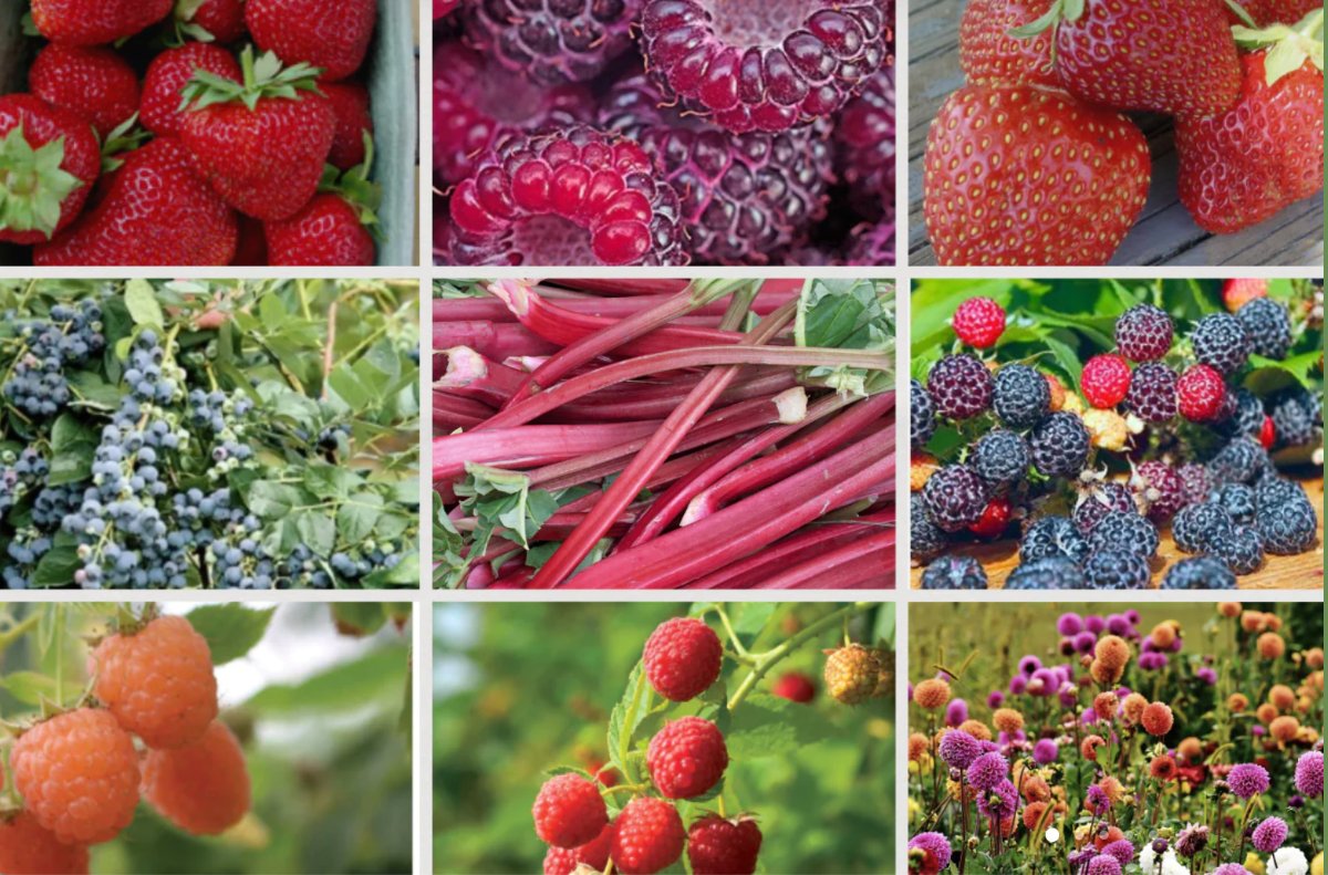 Spring Seed Sale! - 20% Off Seeds &amp; 20-50% Off Berry Plants! - mailchi.mp/7749c99ea155/c…