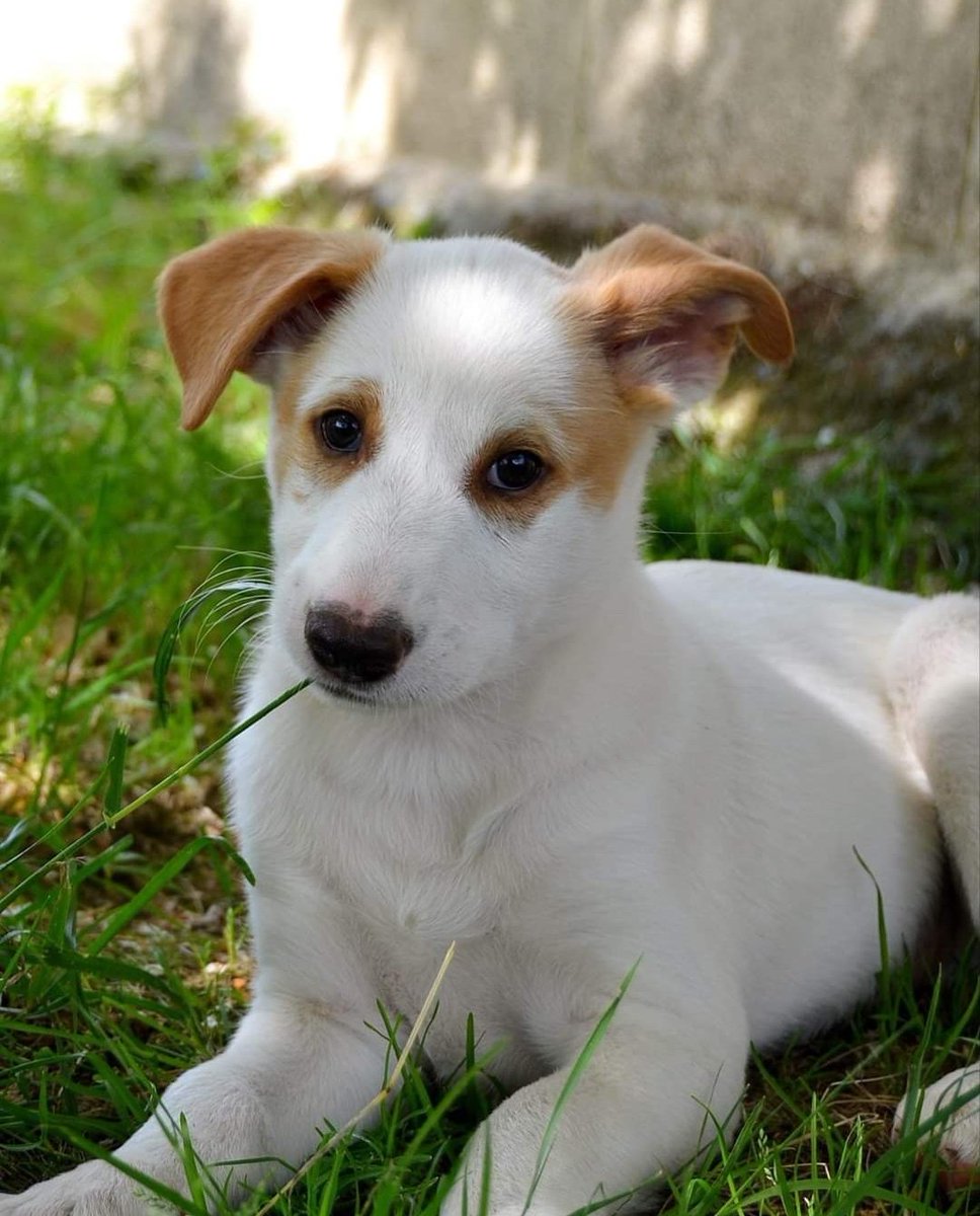 Ohaneros en busca de familias! 

Estos tres pequeños de dos meses y medio buscan adopciones responsables. De adultos pesarán unos 15kg y son súper adorables!!!! 

Ellos son por orden Violet (hembra), Red (macho) y Grey (macho).