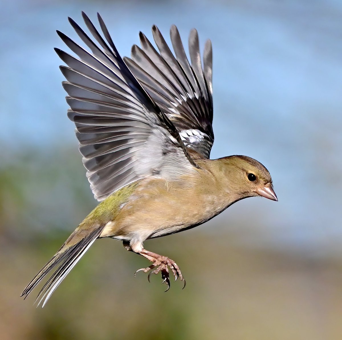 Female Chaffinch hanging in the air. 😍🐦