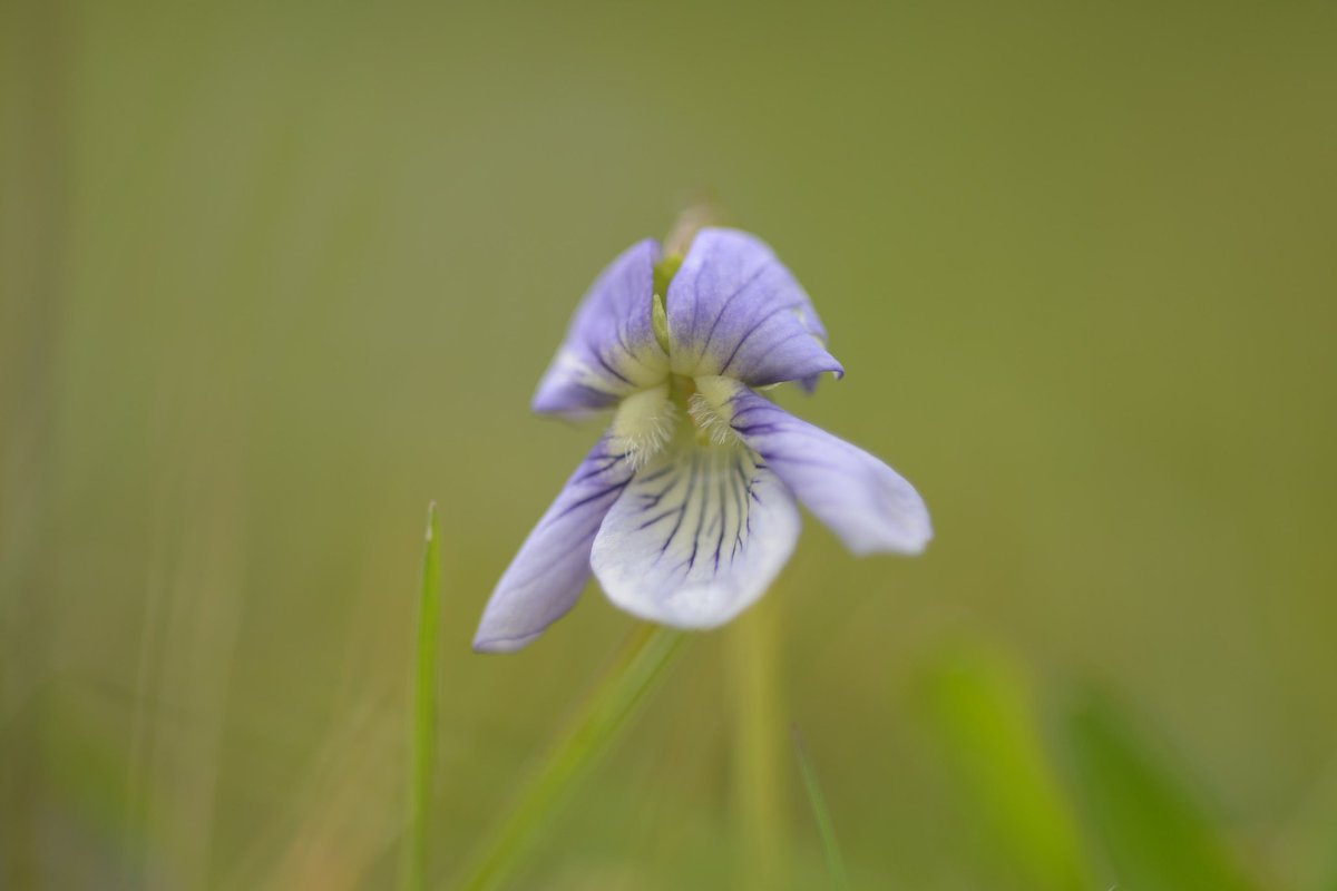 Delichon82's tweet photo. Ground ivy, water avens, Geum x intermedium and heath dog violet at Lough Coole and environs earlier this week @BSBIbotany @BSBI_Ireland #wildflowerhour https://t.co/W8aK66WCqT