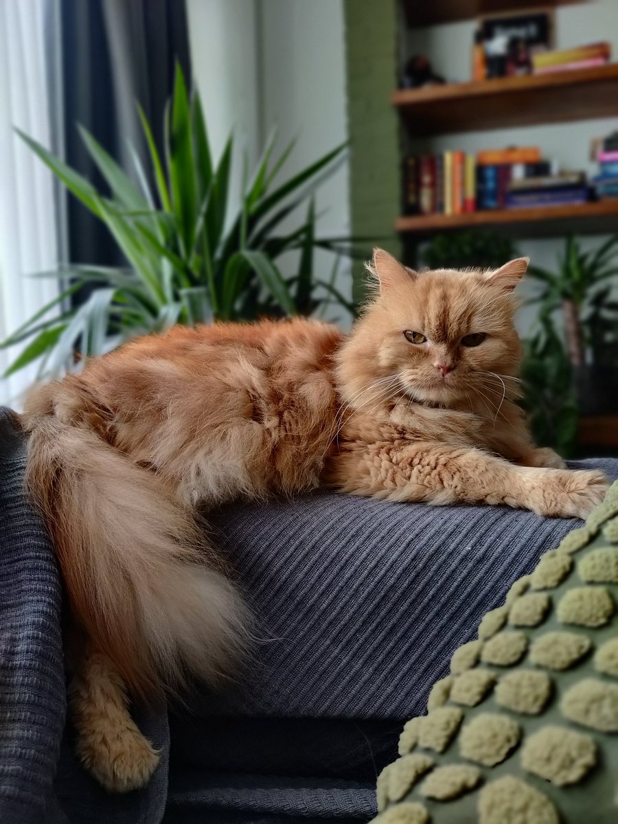 throughmylib's tweet photo. Due to a lot of love for the Drago Mushu, here's my cat named after him! ❤️ @ParadiseofPages https://t.co/Q67JJ03aM5