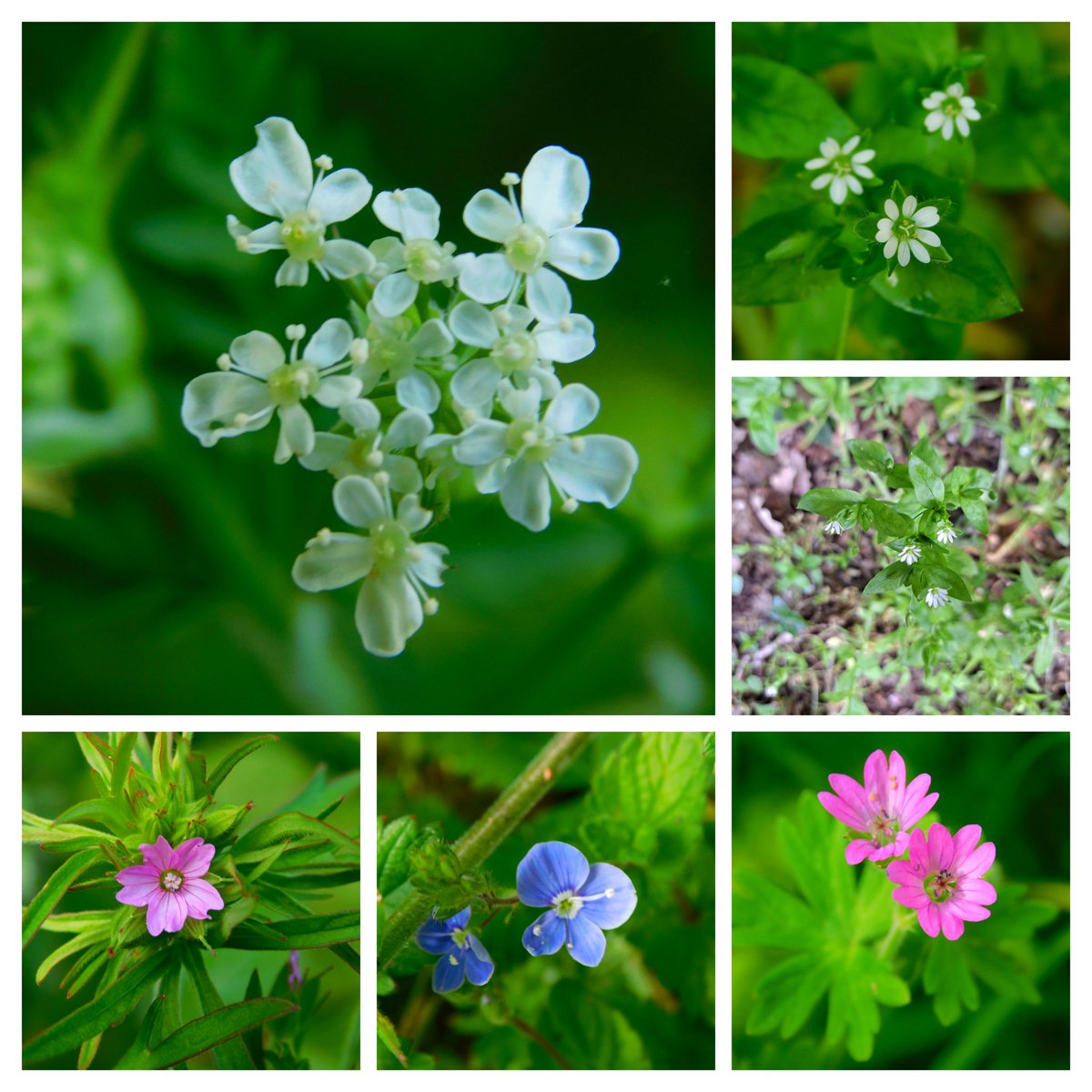 From my walk today #tinyflowers, individual flowers of cow parsley. Chickweed, cranesbill & speedwell #WildflowerHour