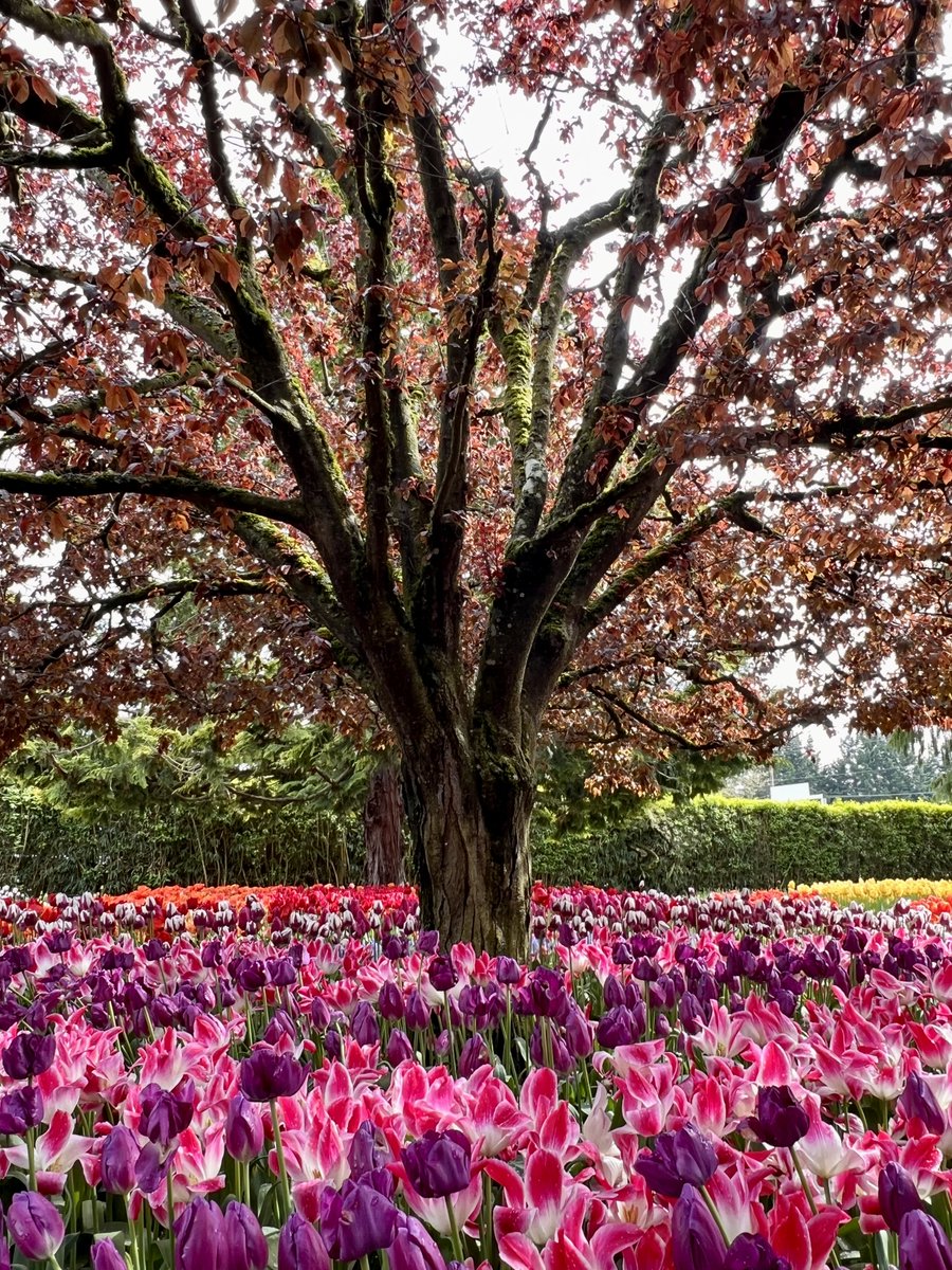 inkspiral's tweet photo. Tulip Festival at @RoozenGaarde! Lovely day out with friends and my amazing partner @CamdensCorner https://t.co/Royhb8SHyU