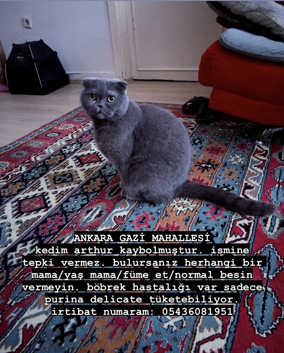 ANKARA GAZİ MAHALLESİ

kedim arthur kaybolmuştur. gerekli bilgiler aşağıdadır. bulan gören eden lütfen iletişime geçsin.