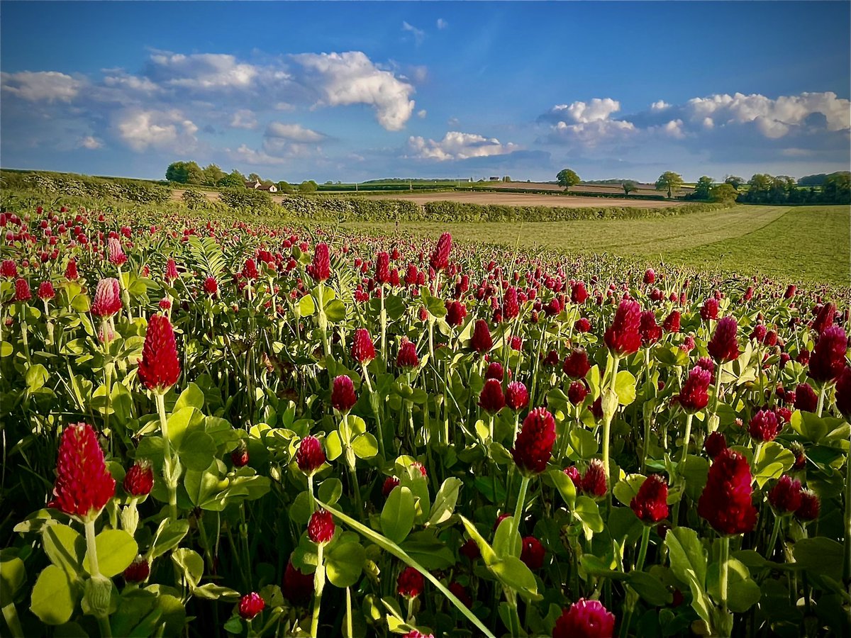 jake_fiennes's tweet photo. Who said arable couldn’t be beautiful! https://t.co/qYgCqoOM1F