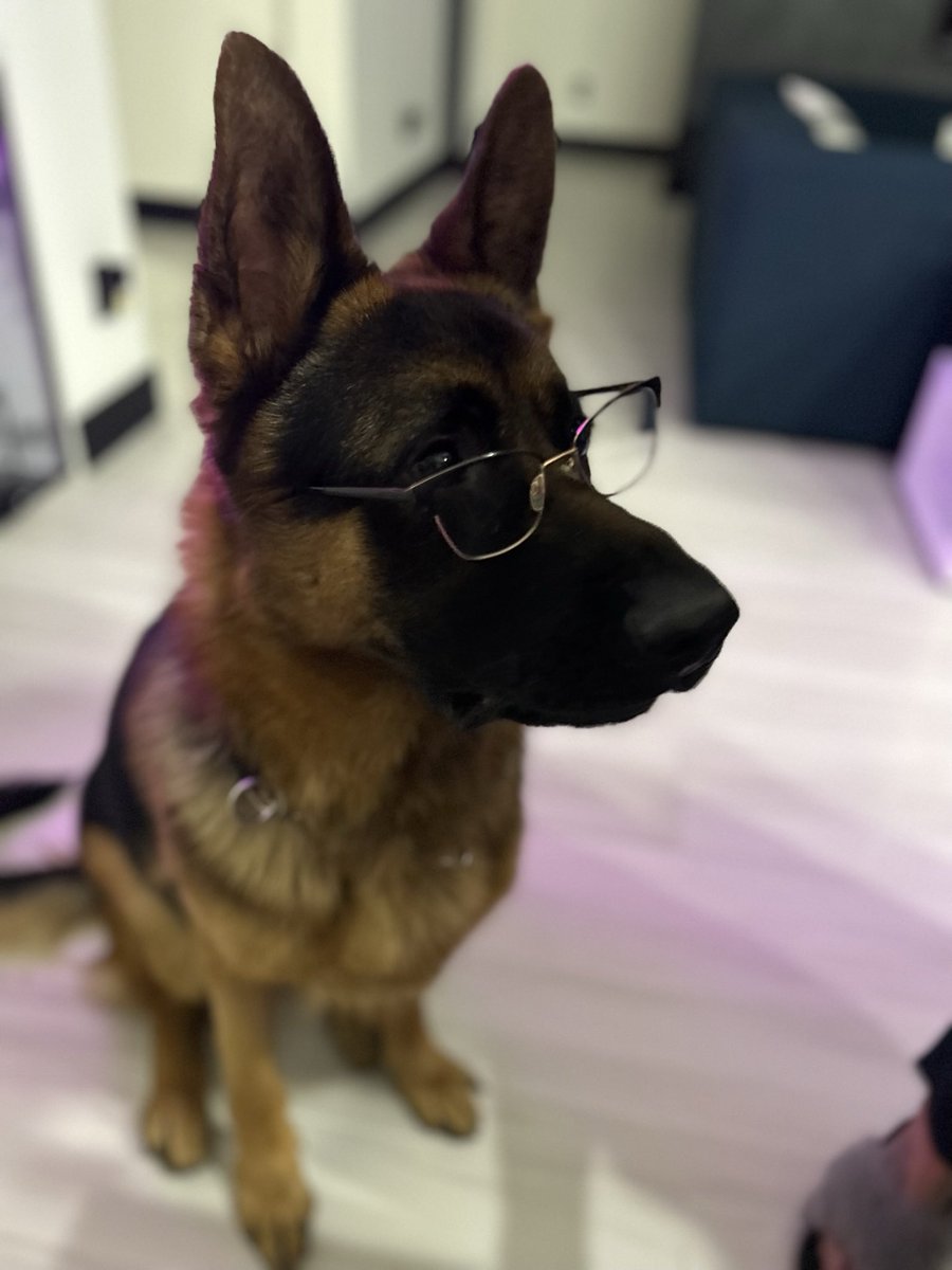 BarkBustersPhx's tweet photo. When a client sends you pics of her dogs to prove heβs your best student! π€ππ» #barkbustersphoenix #dogtraining #GermanShepherd https://t.co/yfqdEuoLk1