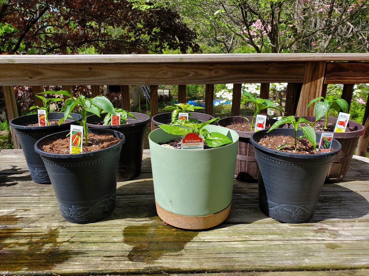 Growing some hot ass peppers to make another batch of hot sauce this year