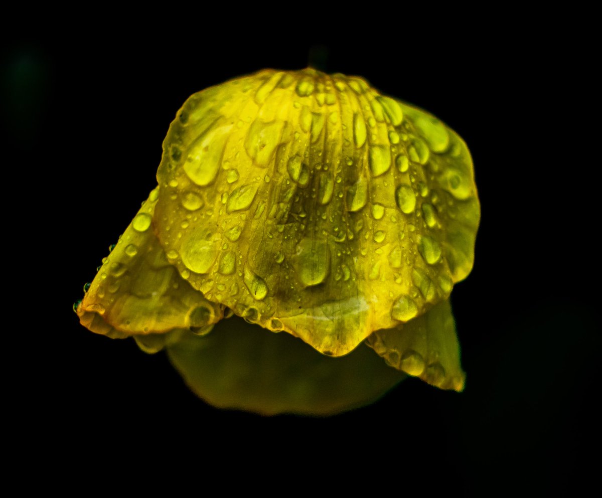 FlyingFoxPhotos's tweet photo. Wild poppy after the rain.
#poppy #poppies #flower #wildflowers #wildflower #spring #wales #welshwoodland #rain #raindrops #springshowersbringmayflowers #springshower #twitternaturecommunity https://t.co/8xmX3YdUz7