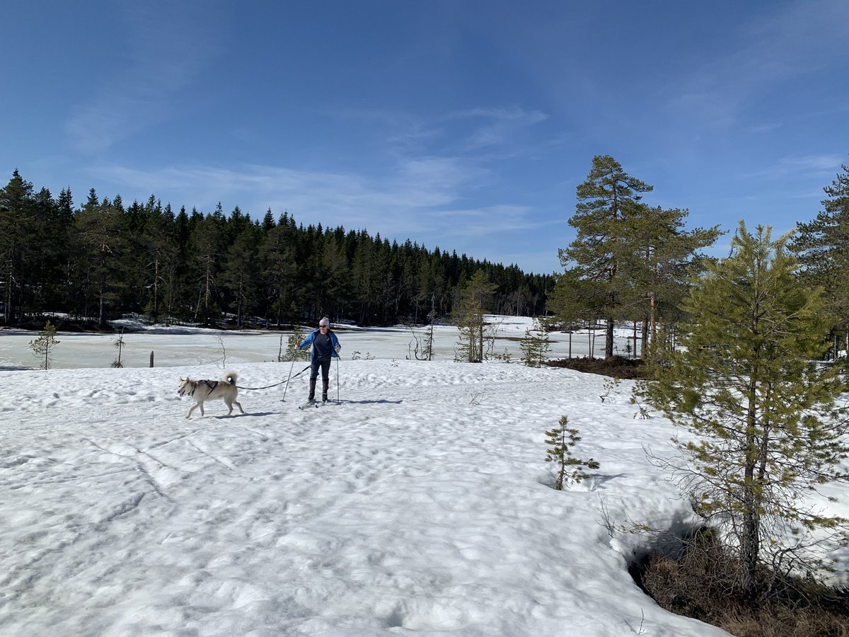 Harald Østgaard Lund tweet media