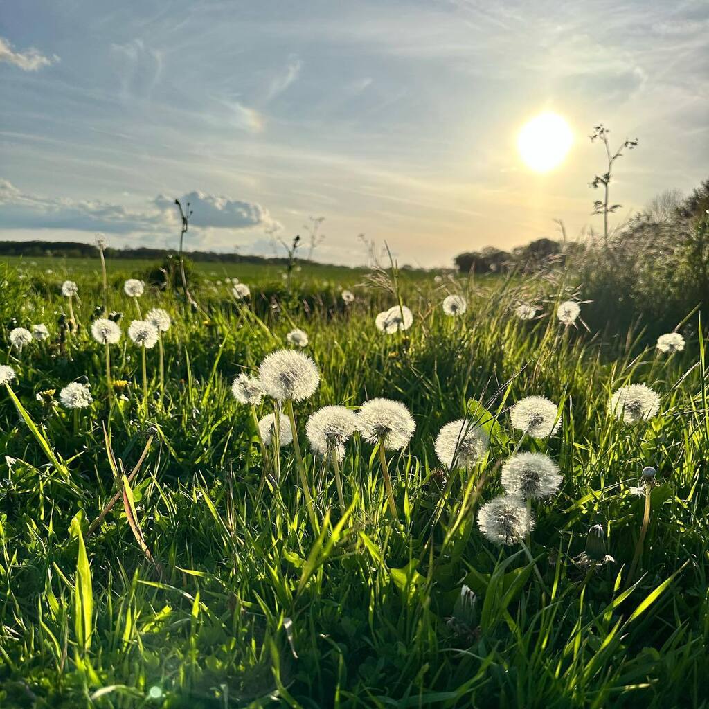 KinnesonLalor's tweet image. This time of year is just glorious. Even the “weeds” look like jewels.

#may #latespring #springsunset #springsunshine instagr.am/p/Cr89zVjIMZ_/