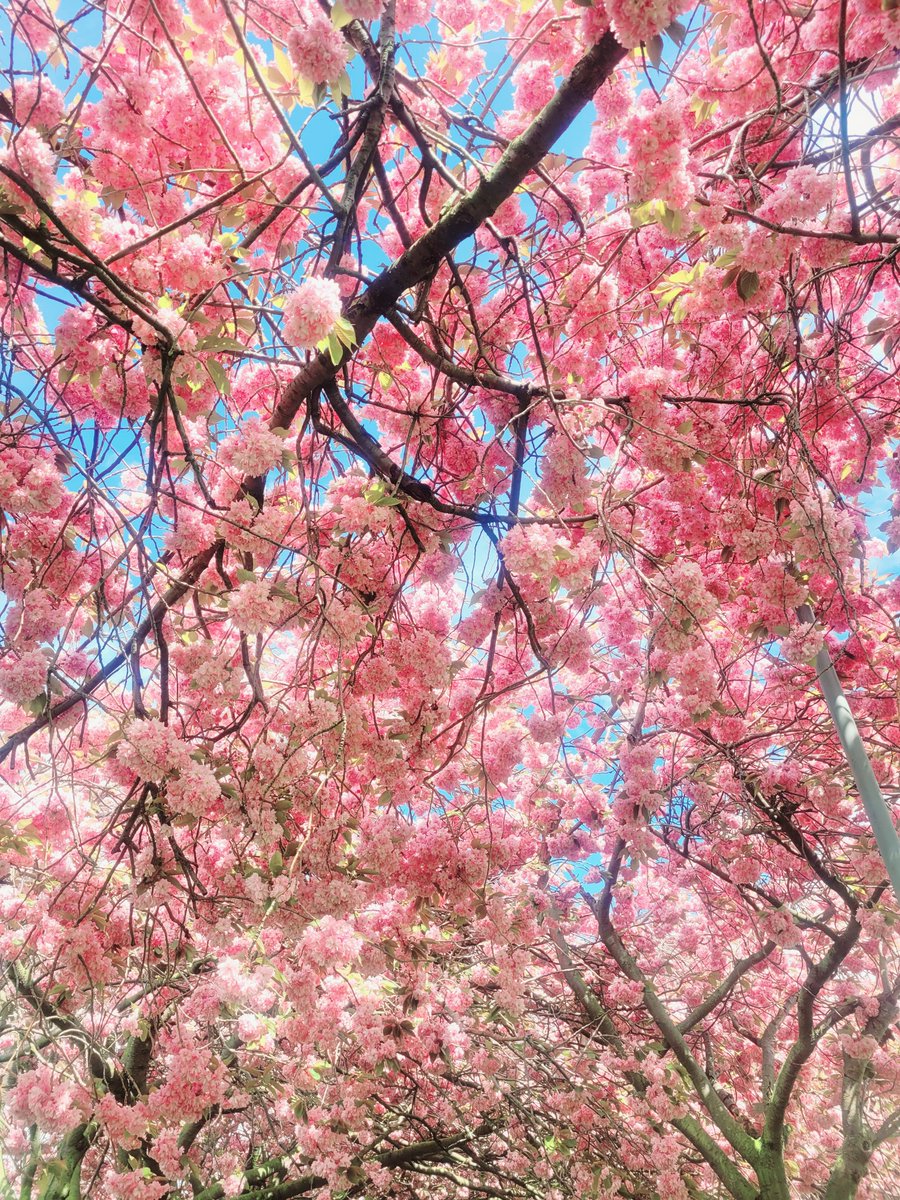 Sam Canning (@yesshescan) on Twitter photo In case you're wondering what the cherry blossom Ada raves about when she visits the Meadows looks like in #VirtualStrangers, it would be this!
Hello, beautiful confetti trees, I've missed you 🥰
amazon.co.uk/Virtual-Strang…
<a href="/ZaffreBooks/">Zaffre Books</a> In case you're wondering what the cherry blossom Ada raves about when she visits the Meadows looks like in #VirtualStrangers, it would be this!
Hello, beautiful confetti trees, I've missed you 🥰
amazon.co.uk/Virtual-Strang…
<a href="/ZaffreBooks/">Zaffre Books</a>