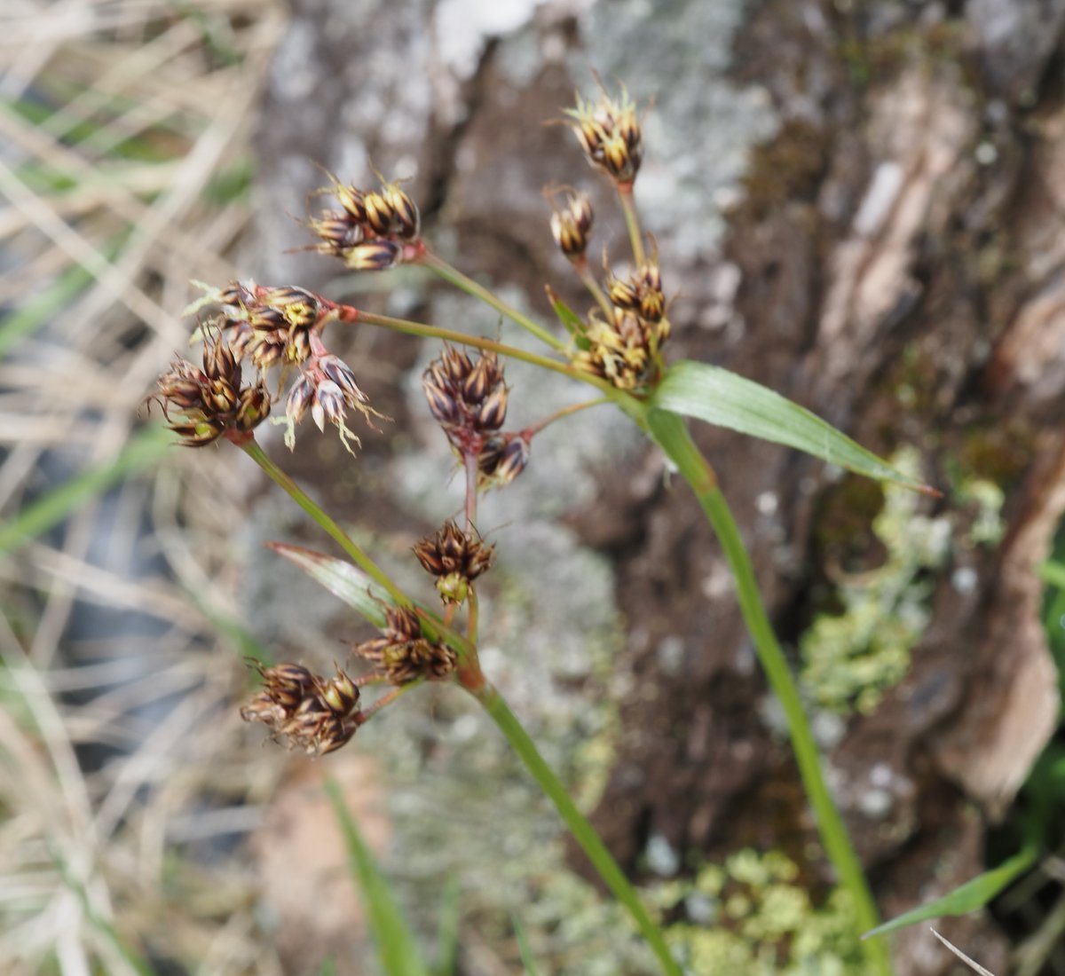 thatsweavernews's tweet image. Hairy Wood-Rush, Luzula pilsoa, begins to show it beauty up on #Easterside, North Youk Moors its  so pretty, #wildflowerhour