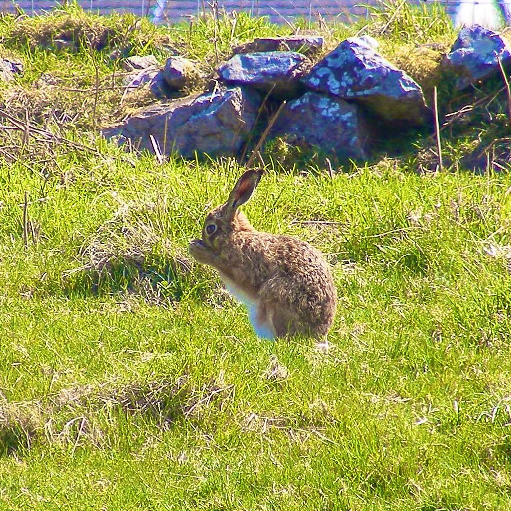art_rumble's tweet photo. Hares, sea going swans and lapwings https://t.co/sRWXO4Bllw
