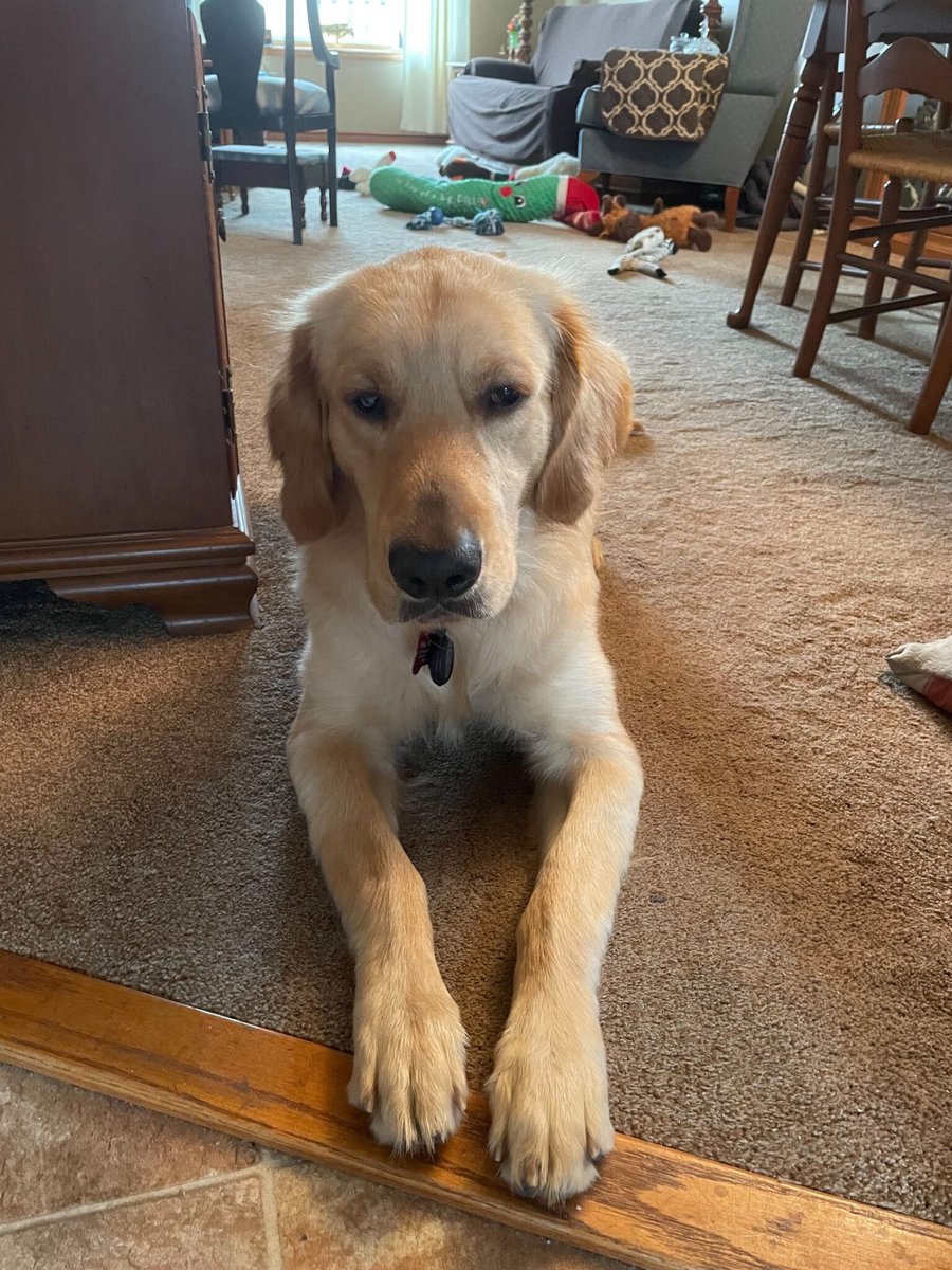 GoldenRescue's tweet photo. Hutch #3817 found his way to Canada from Cairo, and since arriving he has been living his best life! To read more about Hutch's second chance, please click on the link: https://t.co/HISvNB1ei8
#goldenretriever #rescuedog #adoptdontshop #secondchancesunday https://t.co/TsoyFZM9D9