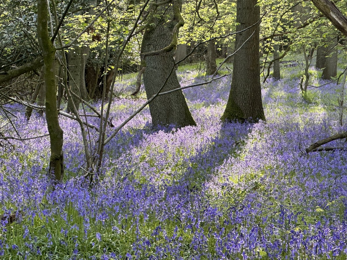 ManelRoura's tweet photo. #Bluebells at #Ercall #Telford #Shropshire, they are at their best now. @StormHour https://t.co/clI94TH28M