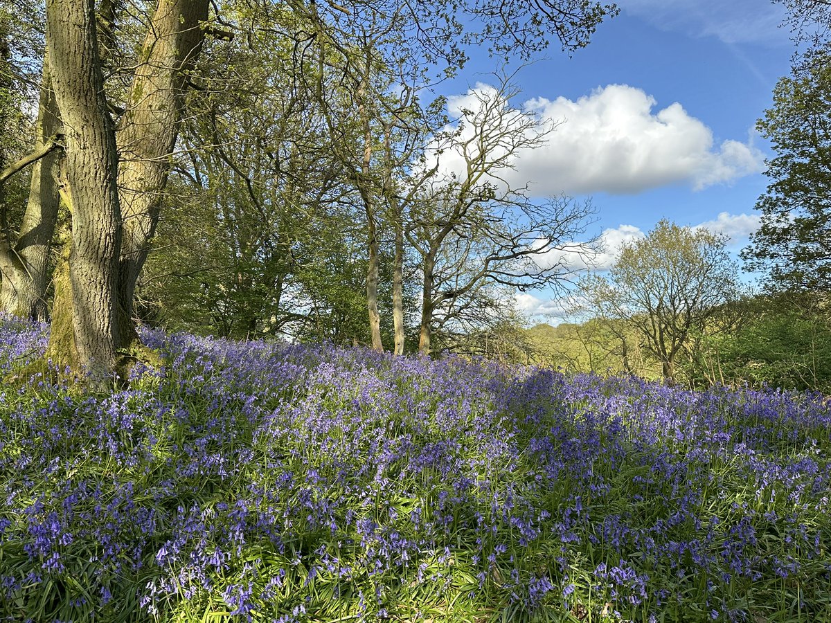 ManelRoura's tweet photo. #Bluebells at #Ercall #Telford #Shropshire, they are at their best now. @StormHour https://t.co/clI94TH28M