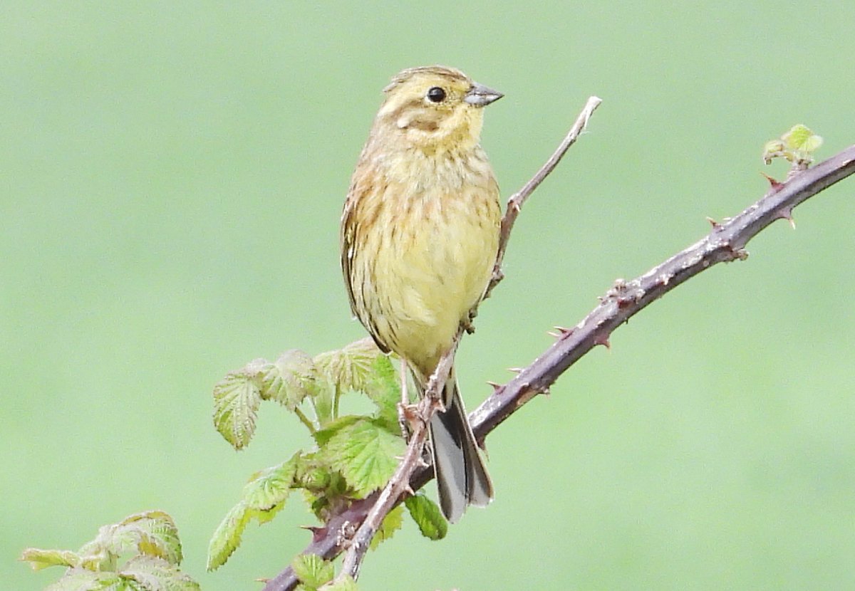mikelinklate's tweet photo. Yellow Wagtail at Boltrops bridge with male and female Yellowhammers https://t.co/APvDyLCms6