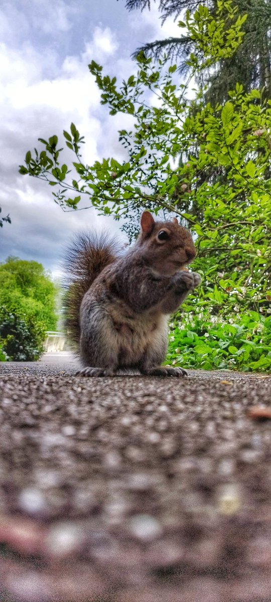 Nature in the @NBGGlasnevinOPW #Ireland #NaturePhotography #NaturePhotography #wildlifephotography #wildlife @EarthPix @DiscoverIreland #squirrel @deric_tv #botanicalgardens