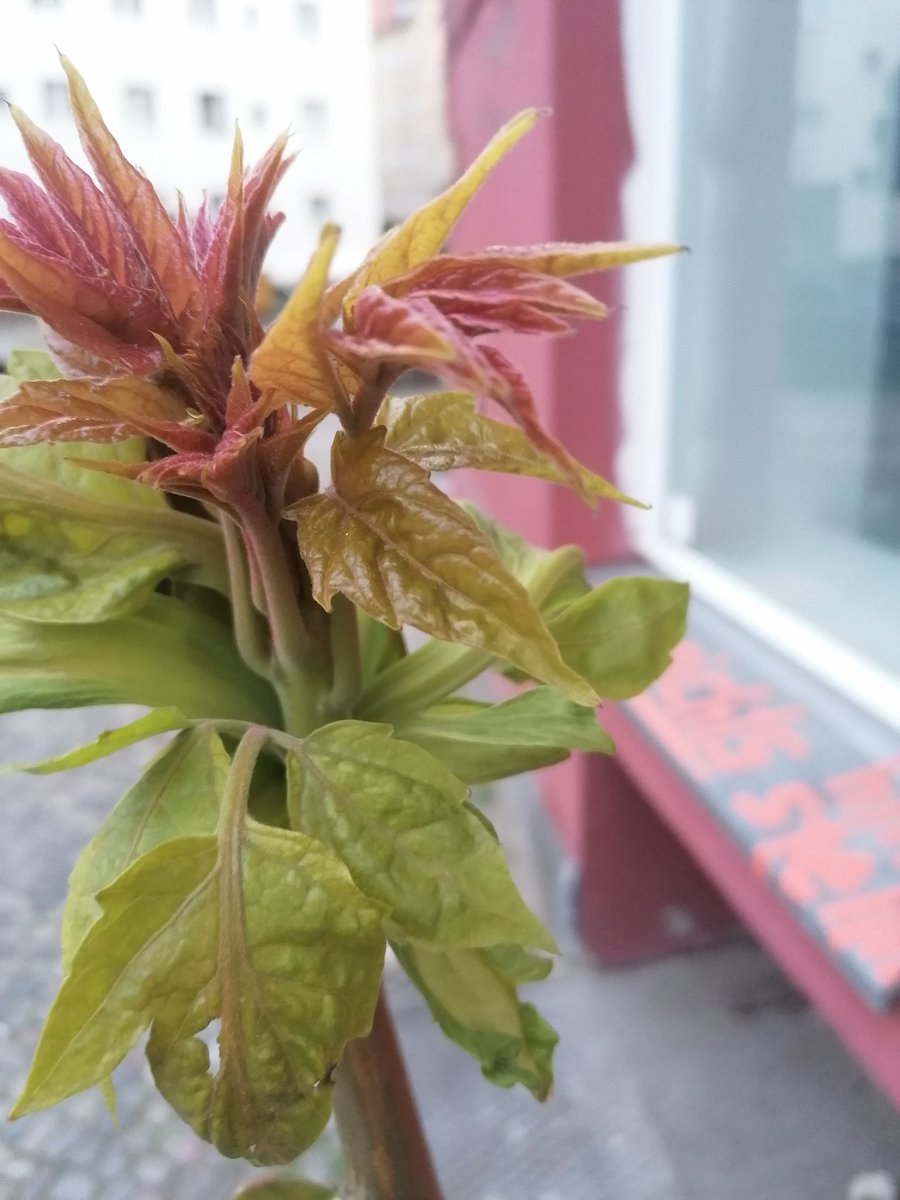 Aesche's tweet photo. #fragflora https://t.co/ggQzlWkcPY