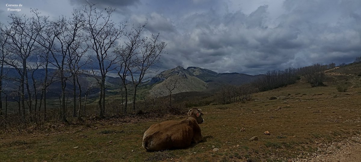 Cervera de Pisuerga tweet media