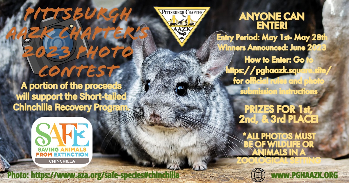 ZCOG's tweet photo. Wildlife photographers: Add to your portfolio and support the conservation of the critically endangered Short-tailed Chinchilla by participating in the Pittsburgh AAZK Chapter’s 2023 photo contest. 
See attached flyer for details.

Donate at: https://t.co/BV6qyuBTOP https://t.co/Th3n2SKpKY