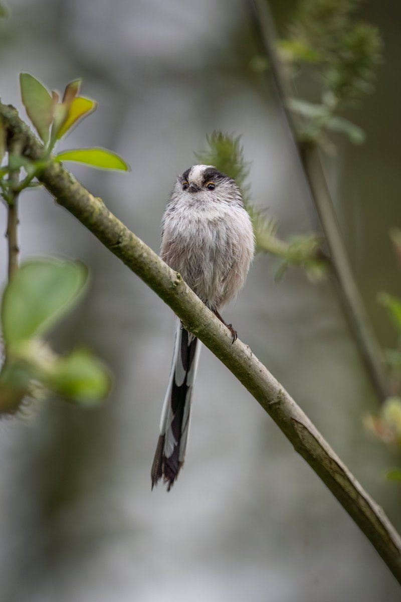 DamianJohnPhoto's tweet photo. Despite forgetting to bring my binoculars, I still managed to have a really great day down @ladywalk_nr, also if anyone could help me with bird #4 pictured, that would be amazing! Cheers! 1/3 https://t.co/9dWTeowPfR