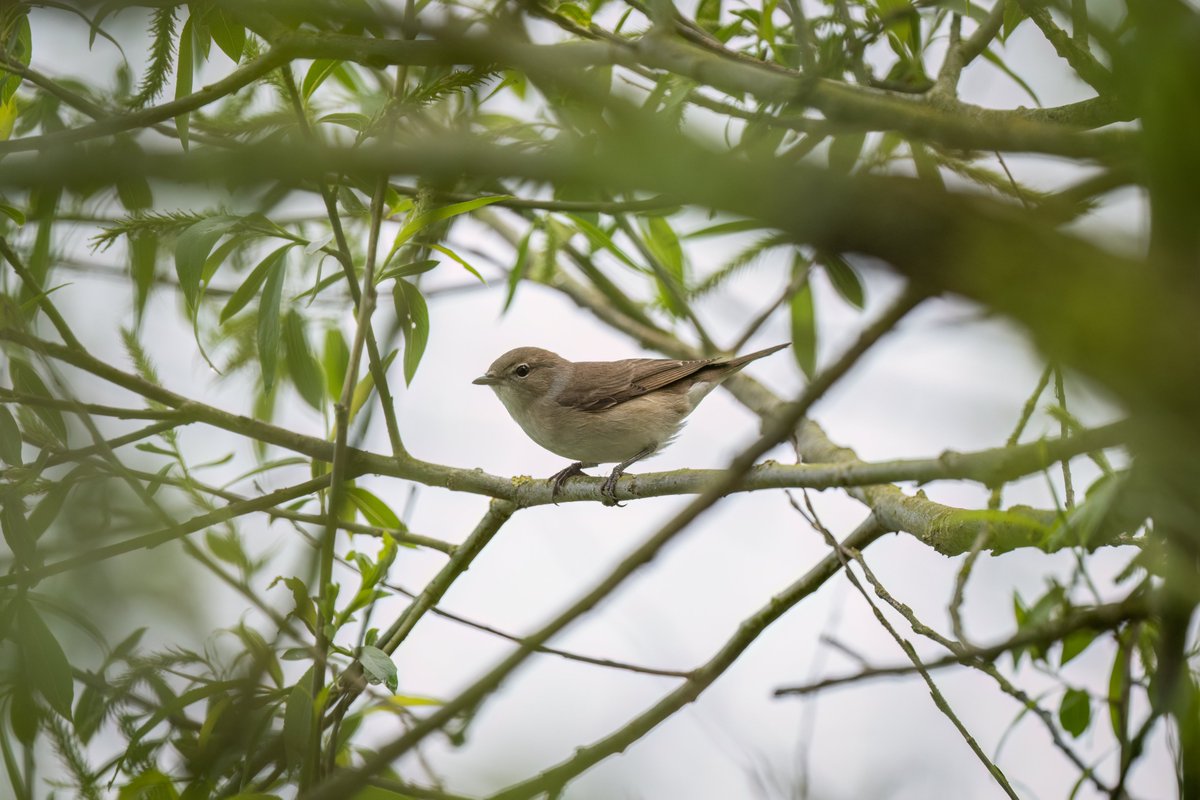 DamianJohnPhoto's tweet photo. Despite forgetting to bring my binoculars, I still managed to have a really great day down @ladywalk_nr, also if anyone could help me with bird #4 pictured, that would be amazing! Cheers! 1/3 https://t.co/9dWTeowPfR