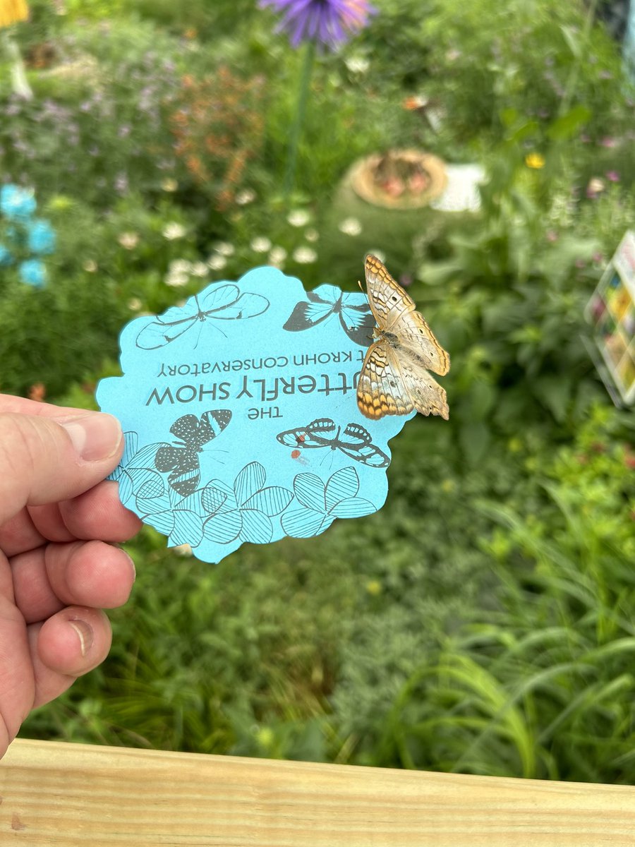 cincygreghoodin's tweet photo. Just kinda hanging out with and catching these here butterflies #sundayincincy #sundayvibes #springincincy #sundayafternoon #cincyparks @CincyParks #krohnconservatory #butterflyshow https://t.co/17fRm0uOR0