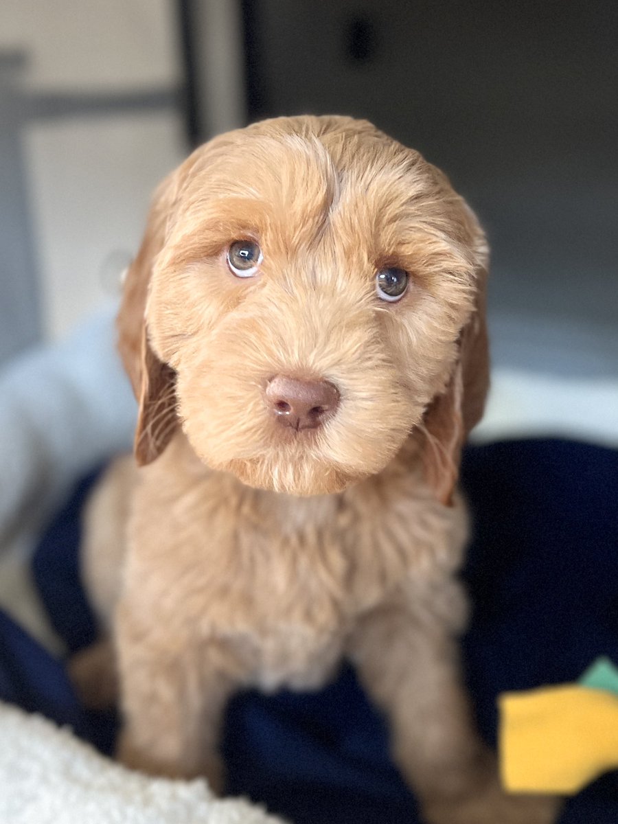 We welcomed this little cutie today into our home.  Say hello to Darwin the Australian Cobberdog. #australiancobberdog #dog #puppy #cuteness follow @darwincobberdog on Instagram