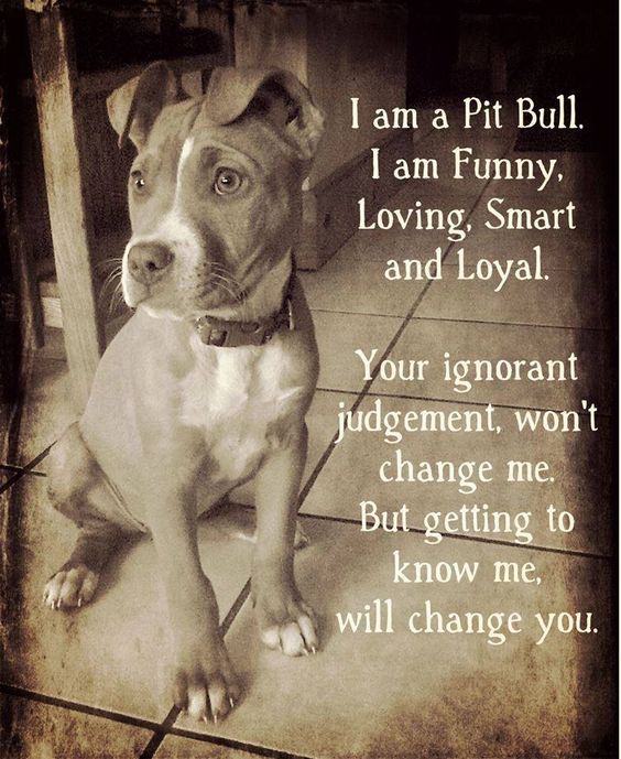 Don't hate something before you know the truth. The representation by the media and stupid people that don't know any better is the reason for all the ignorance. If you met a pit bull in person you would probably fall in love instantly. Stop the hate, learn the truth. #endBSL