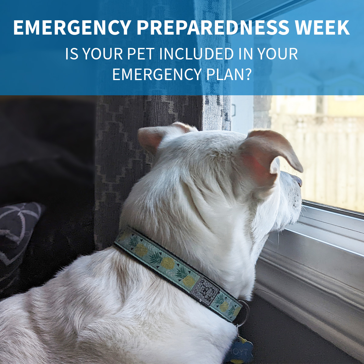 During #EmergencyPreparednessWeek, we encourage you to compile an emergency survival kit that contains everything you, your family, and your furry friends will need in the first 72 hours of an emergency. Visit ontariospca.ca/EP for suggested items.