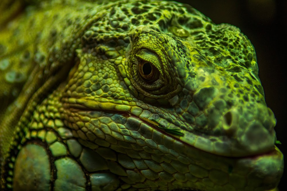 New giveaway in our discord 🔥
This time its a piece from the amazing artist @Hellshade12 
Ends in 48hours , Good Luck 🙏🏻
#NFTCommunity