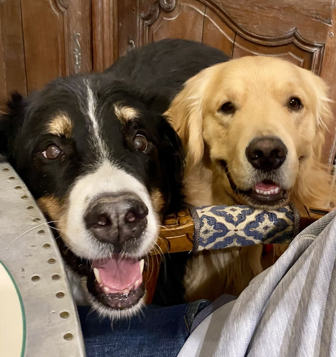 Walker20001321's tweet photo. @bunsenbernerbmd Happy birthday!  My sis was a Berner like you - I miss her, but she raised me as a pup. Everyone needs a Berner (or a Golden)!  #bernesemountaindog #GoldenRetrievers https://t.co/XyypN2ZhgZ