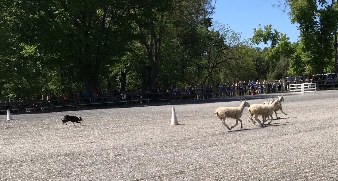 What do authors and sheep festivals have in common? Cozy knitting mysteries! @jmcgowanbks
