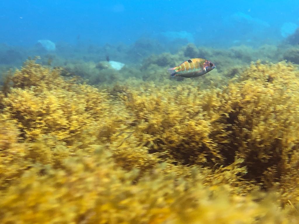 Thiago Friedrich tweet media