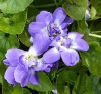TheUrbanAbo's tweet photo. [FREE TUTORIAL] How to: Forage for Spring Edibles 1 - Featuring Sweet Violets (Viola odorata) >>  #survival #survivor #primitiveTechnology #bushcraft #prepper #SHTF #foraging #wildEdiblePlants #sweetViolet #edibleFlowers @TheUrbanAbo https://t.co/qj6BTaZdj2