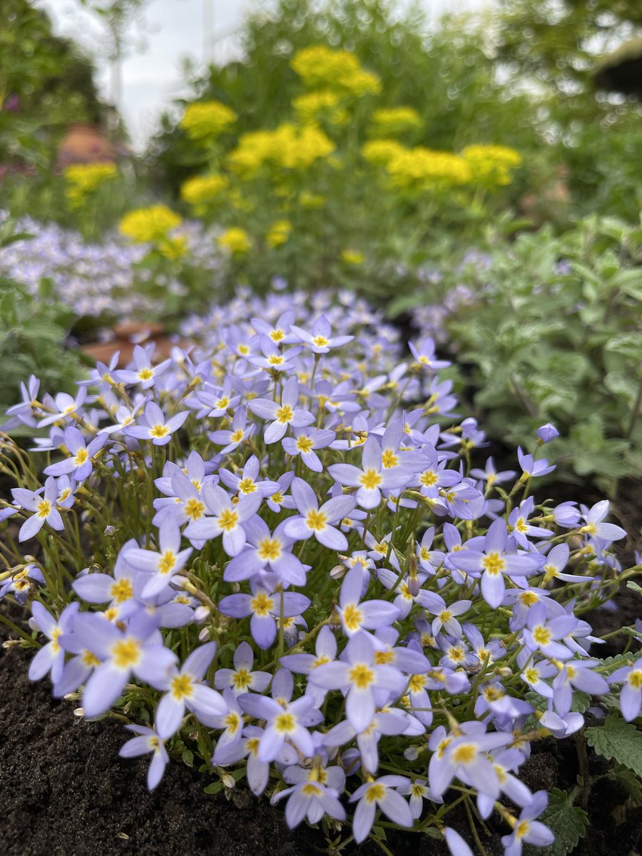 PBeervelde's tweet photo. Op 12, 13 &amp; 14 mei, Tuindagen van Beervelde. Op te merken in de show garden van Vlaamse Vaste Planten Vereniging, deze Houstonia carulea ‘Millard’s Variety’ met de kleuren van 🇺🇦.😉 https://t.co/uPqxaqUUcS
