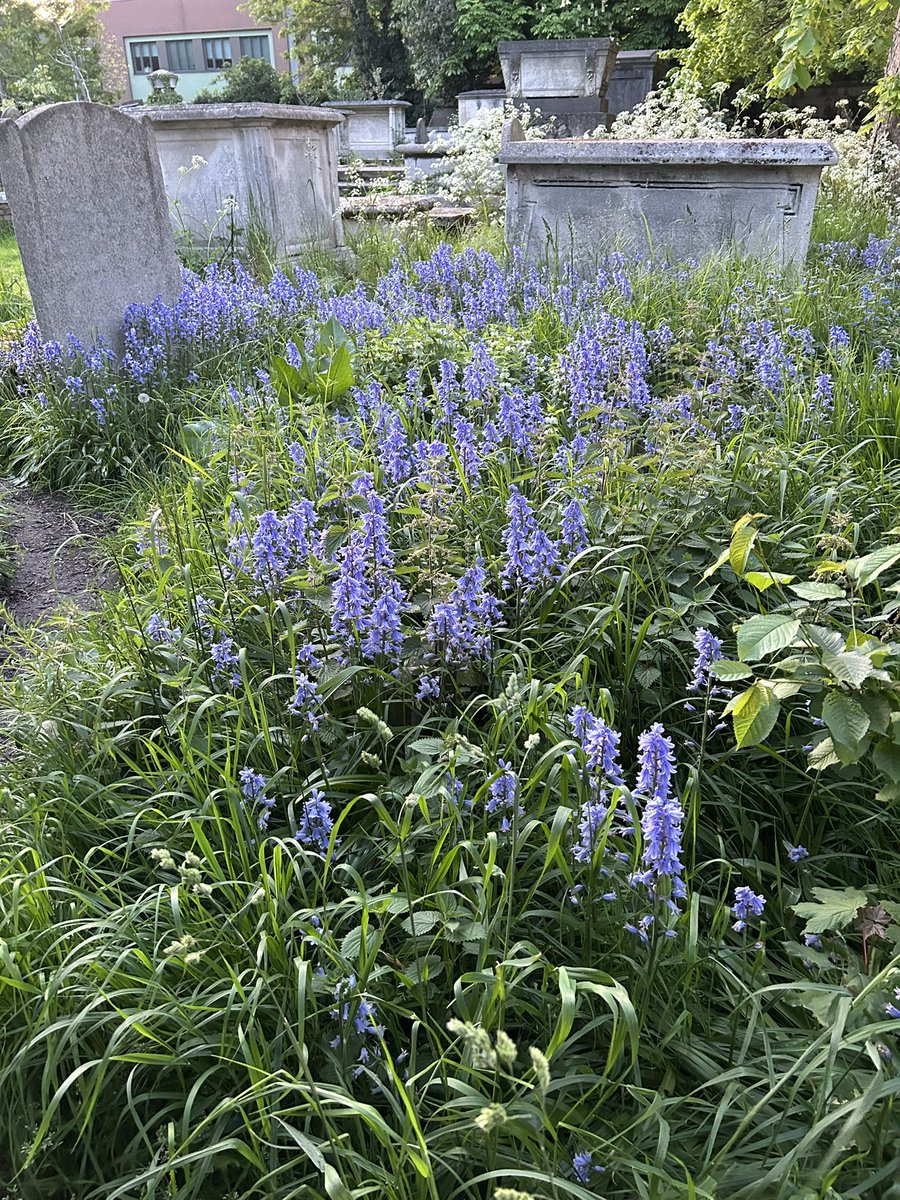 MiriamMirwitch's tweet image. Loving the bluebells around the wonderful @StMarysE17. Stunning!