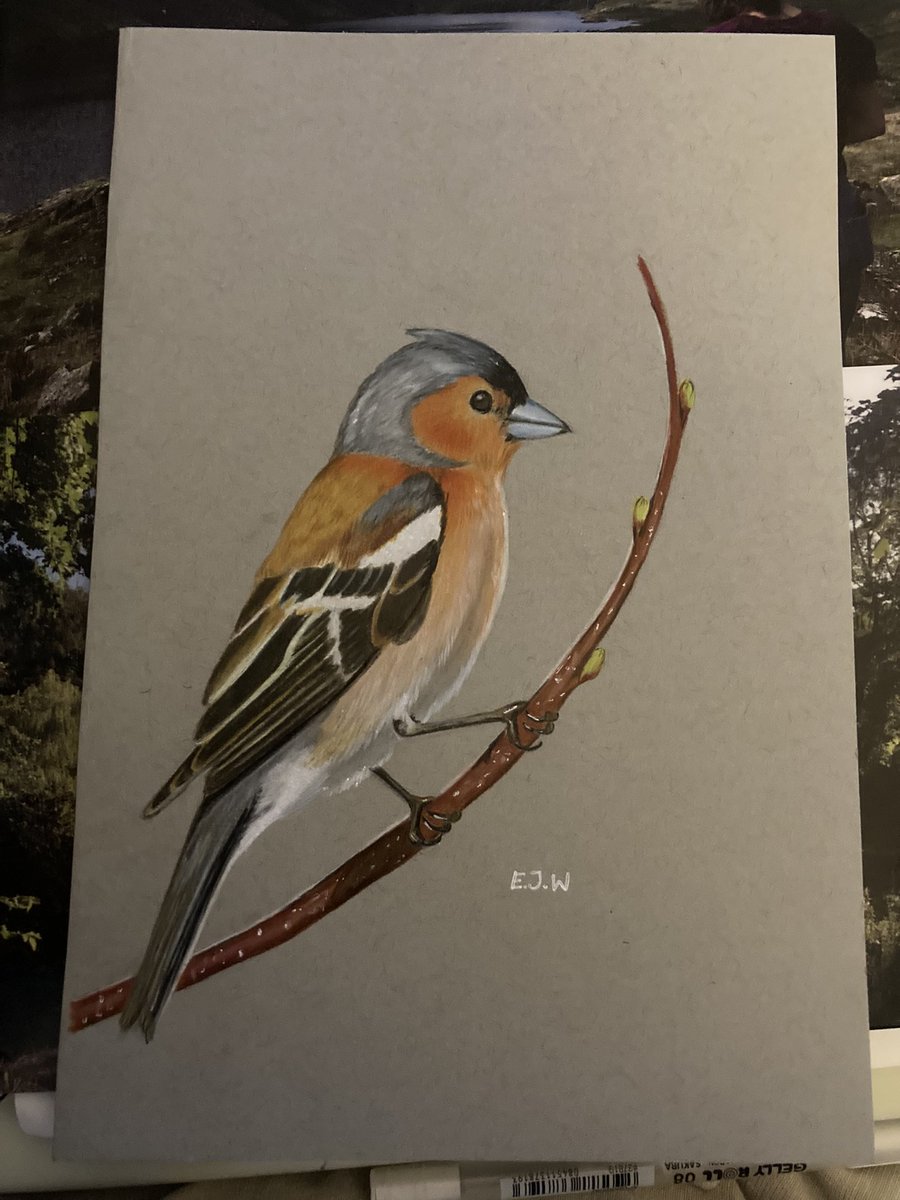 emi_jane1's tweet photo. Male Chaffinch 🐦 🎨 https://t.co/RitQy4AsoC