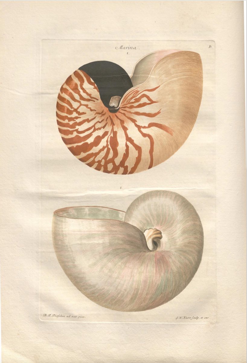 JohanOosterman's tweet photo. Prachtboeken te zien in Stadhuis Nijmegen. Een van de 100 gebaren van de Radboud Universiteit, maandag 8 mei van 13-16 uur, Gebroeders Van Lymborchzaal. Kom de Deliciæ naturæ selectæ bekijken: koralen, schelpen, vlinders en meer
@Radboud_Uni #100radboudgebaren #radboud100 https://t.co/WBvzHzowih