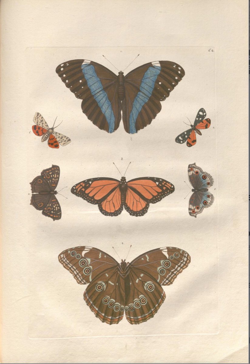 JohanOosterman's tweet photo. Prachtboeken te zien in Stadhuis Nijmegen. Een van de 100 gebaren van de Radboud Universiteit, maandag 8 mei van 13-16 uur, Gebroeders Van Lymborchzaal. Kom de Deliciæ naturæ selectæ bekijken: koralen, schelpen, vlinders en meer
@Radboud_Uni #100radboudgebaren #radboud100 https://t.co/WBvzHzowih