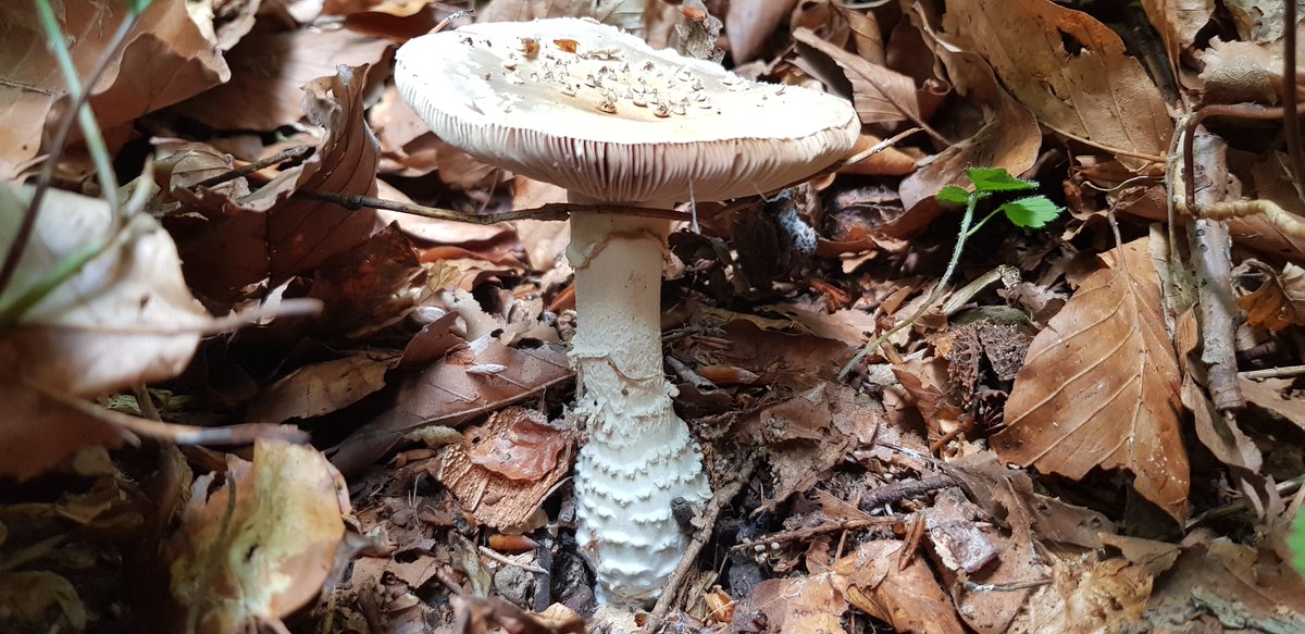 pillemeni's tweet photo. #amanita echinocephala - Der Igelwulstling
auch A. solitaria genannt. https://t.co/yGfCEEiVOT